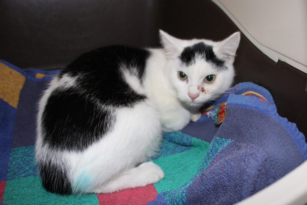 Kater "Kappe" 1 Kater Kape 1