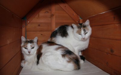 Katzenpärchen „Resi“ & „Ella“