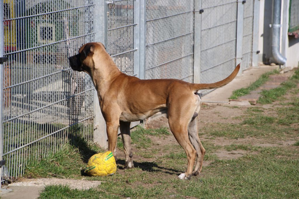 "LEO" Cane Corso Mix 2 IMG 2773