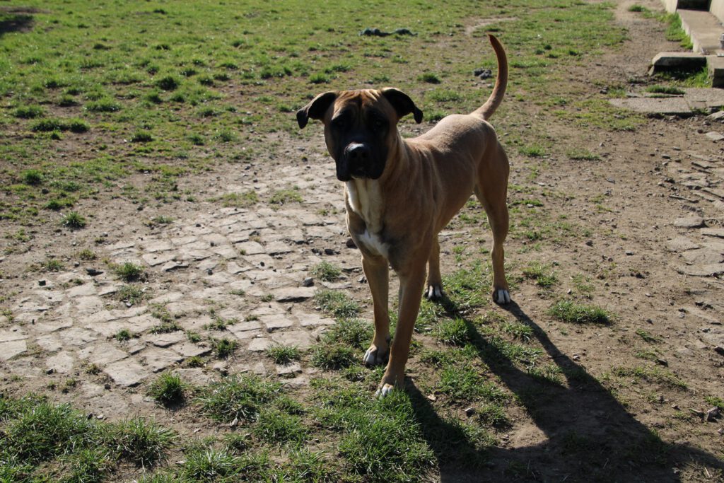 "LEO" Cane Corso Mix 4 IMG 2777