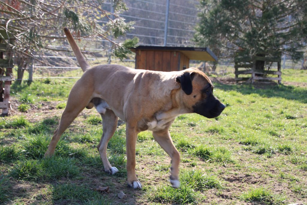 "LEO" Cane Corso Mix 3 IMG 2778