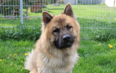 „Benny“ Schäferhund – Chow Chow – Mischling