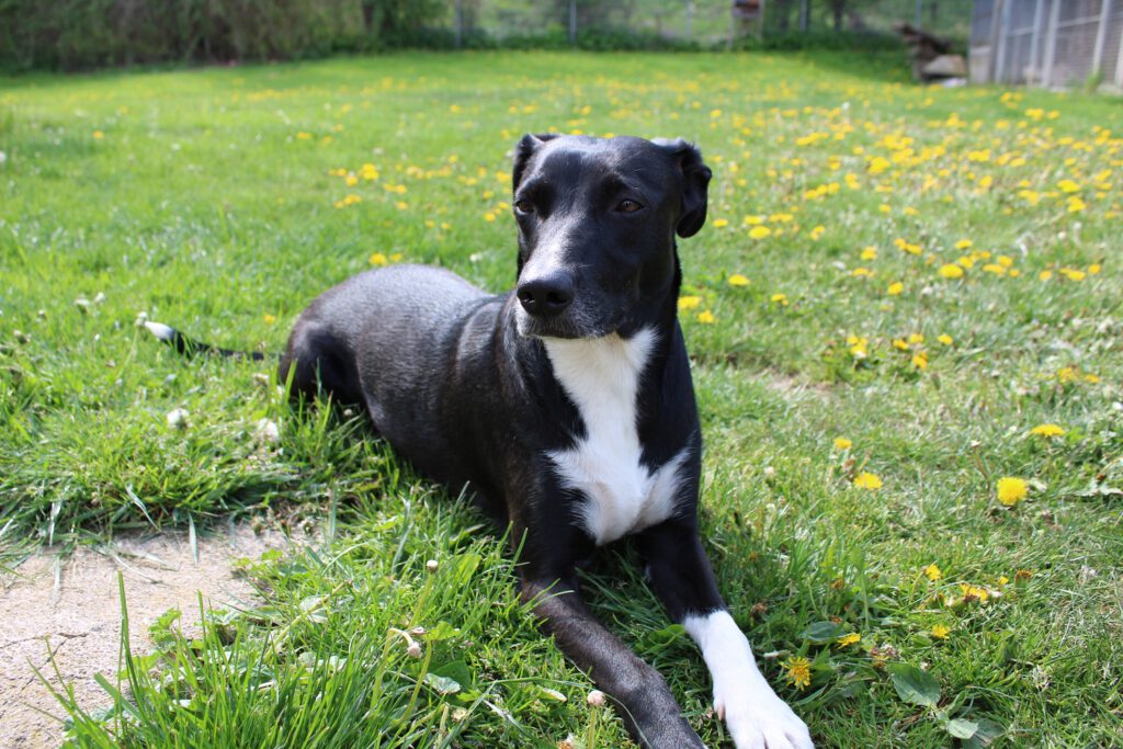 "Lucy" Mischling 4 IMG 3626