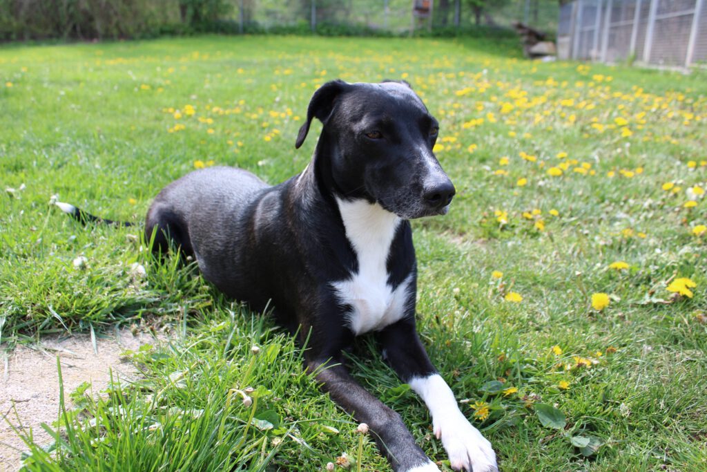 "Lucy" Mischling 3 IMG 3629