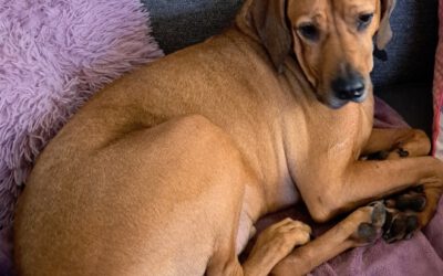 „Mailow“ Rhodesian Ridgeback von privat !!!
