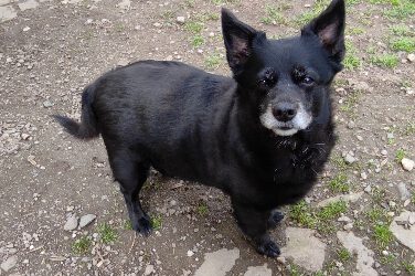 „Peppi“ Terrier Mix