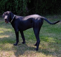 Willi 1