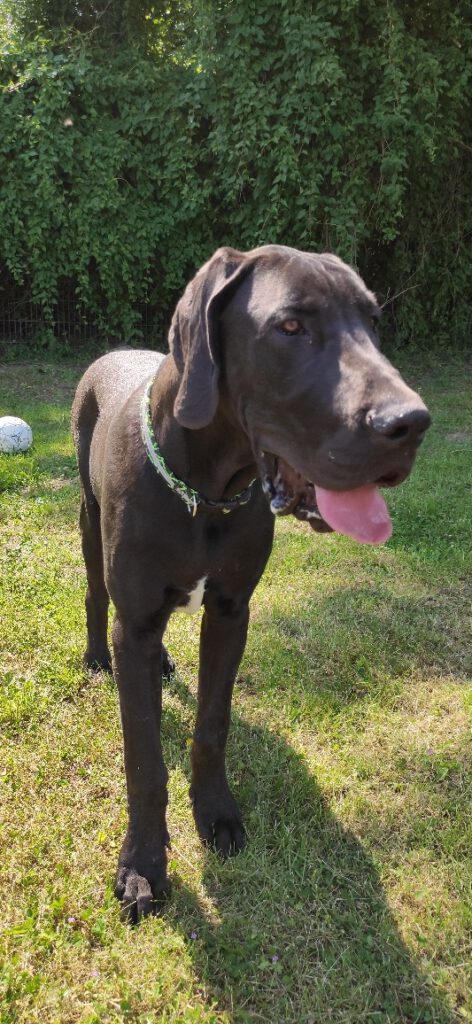 Willi 2