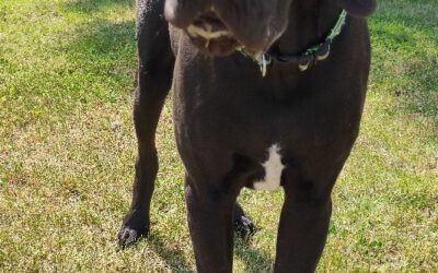 „Willi“ Deutsche Dogge