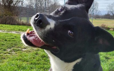 „Django“ Bordercollie Mix