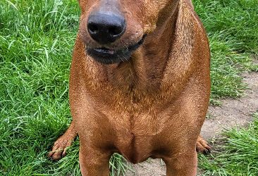 „Kuba“ Deutscher Pinscher