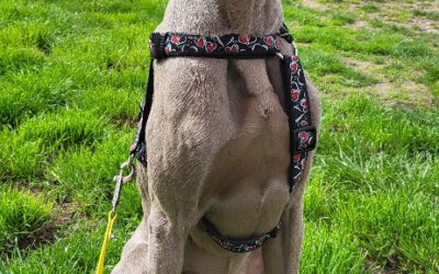 „Apollo“ Weimaraner