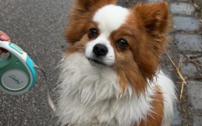 „Acco“ Chihuahua