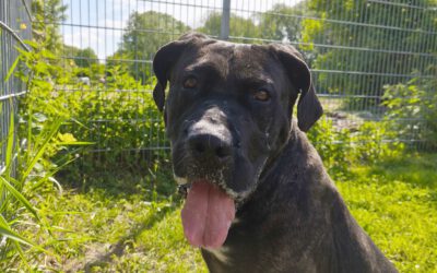 „Tonka“ Presa Canario