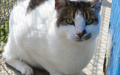 Katze “ Susi“