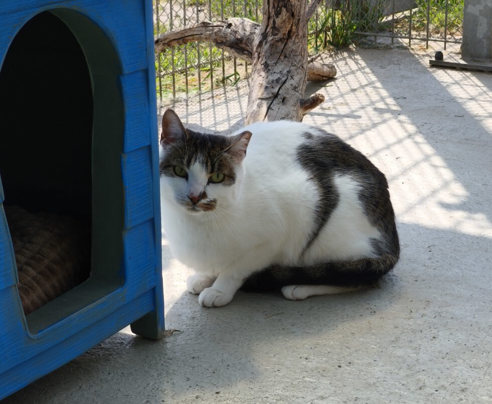 Katze “ Susi“ – Tierheim Derenburg