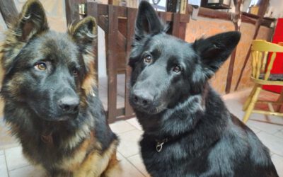 „Jam“ & “ Blue“ von privat