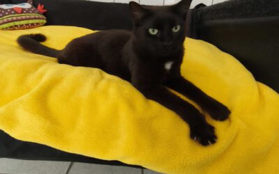 Kater „Sepp“