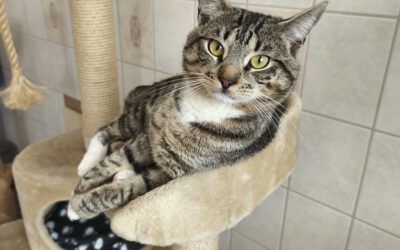 Kater „Leopold“