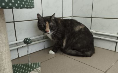 Katze „Minka“
