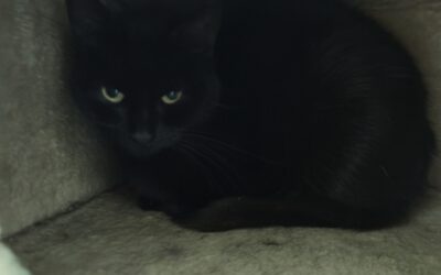 Katze „Cassy“