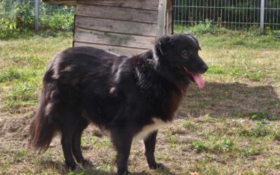 „Merlin“ Hütehund Mischling