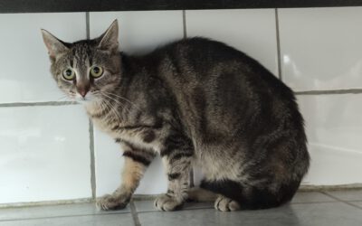 Katze „Anni“