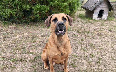 „Balu“ Schäferhund – Ridgeback Mischling