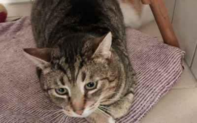 Tiger – Katze