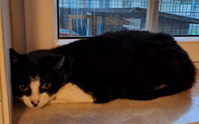 Lady – Katze