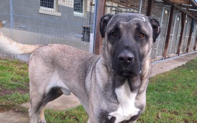 Buddy – Anatolischer Hirtenhund