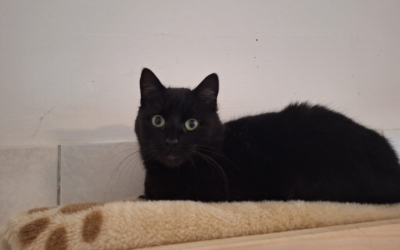 Leo – Kater (schwarz)