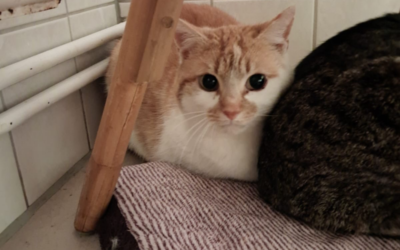 Lucy – Katze