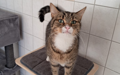 Leo – Kater (getigert)