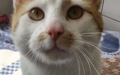 Purzel – Kater