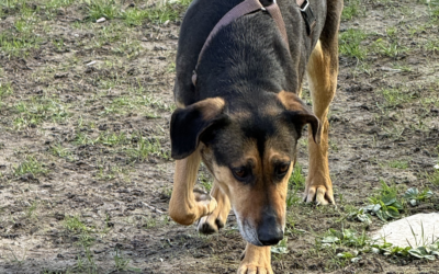 Cäsar – Mischling
